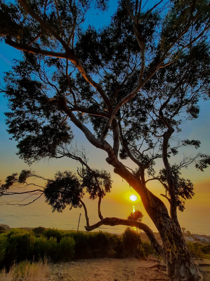 Sun setting over the ocean seen through the silhouetted branches of a eucalyptus tree