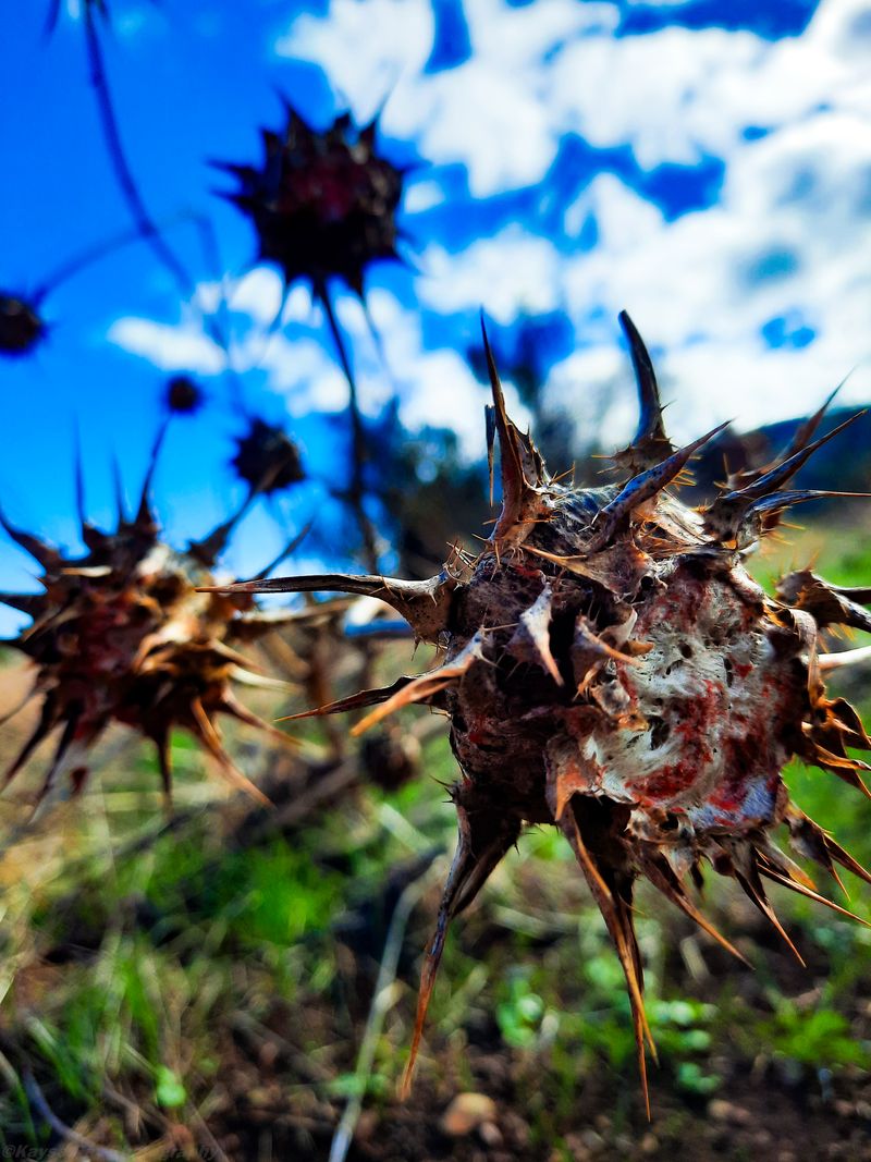 Close-up of dried spiky thistle seed heads against a blue sky and green hillside