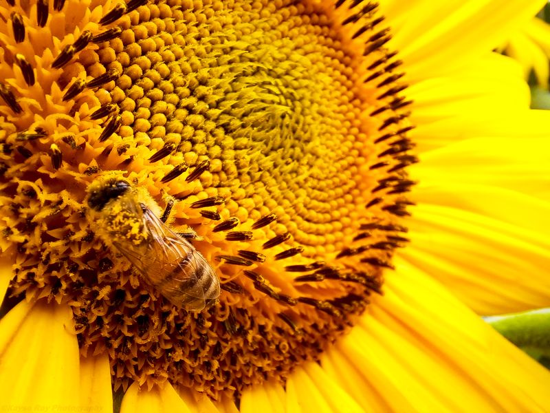 Pollen-dusted honeybee foraging on the spiraled center of a bright yellow sunflower