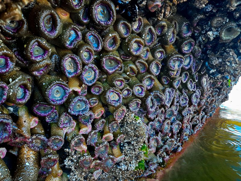 Dense colony of purple-fringed sea anemones covering a tidepool rock wall at low tide.